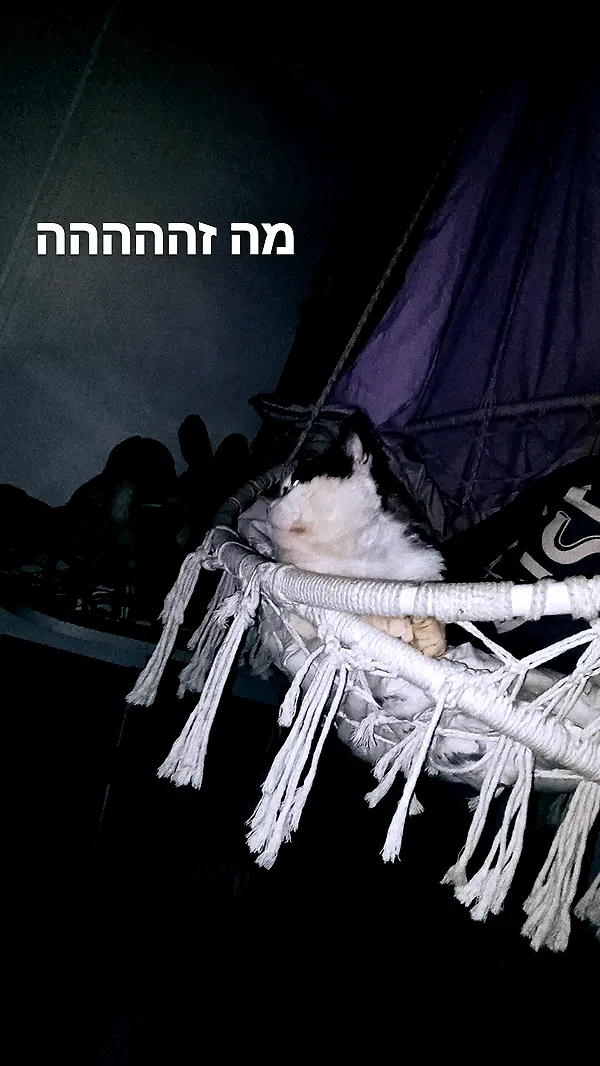 moonyyyya moonyyyya archive image