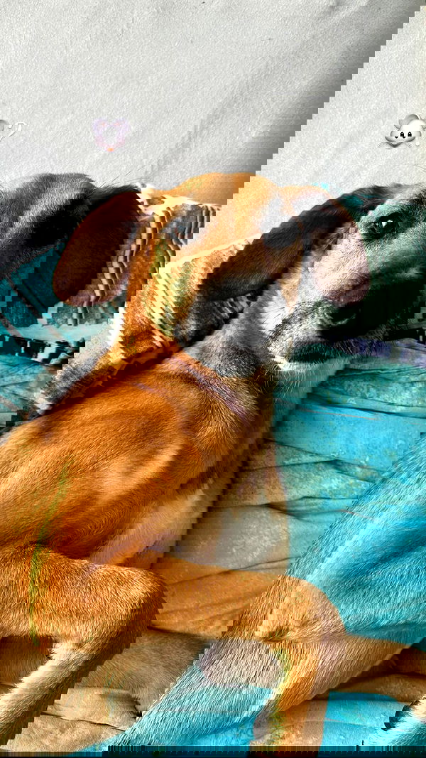 manjolamuriqi manjolamuriqi archive image