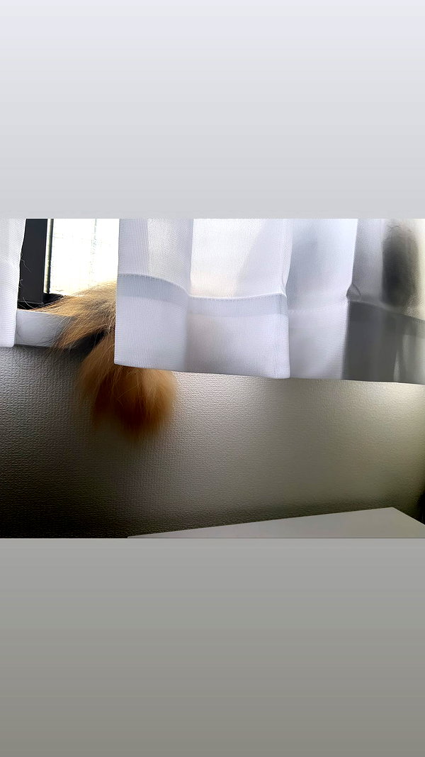 lapinangelia instagram image archive image