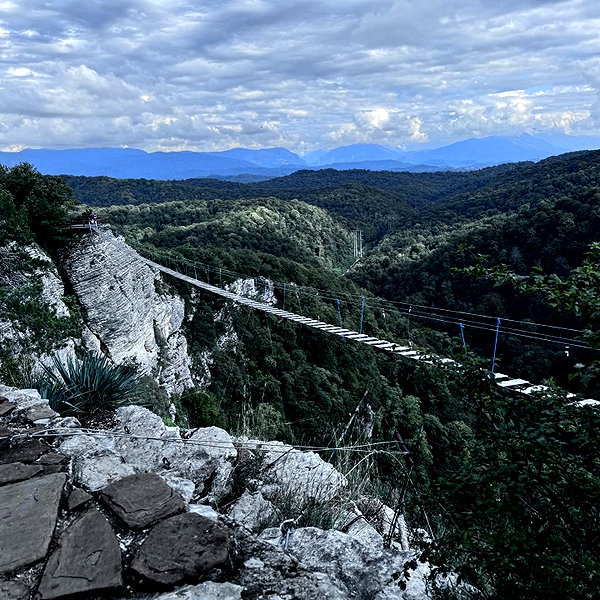 amanitalis instagram image archive image