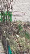ptpchik Altpins Profile Picture