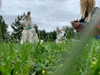 astarwbry_ Altpins Profile Picture
