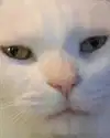 rixiadigivolved Altpins Profile Picture