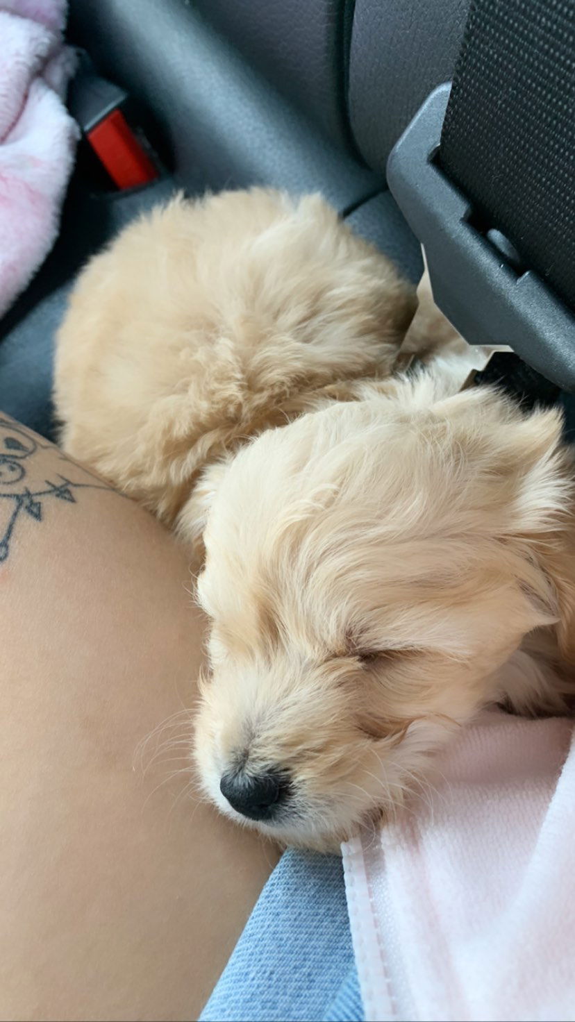 dracuina instagram image archive image