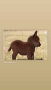 babynympho_archive Altpins Profile Picture
