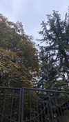 avestanova Altpins Profile Picture