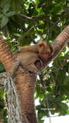 sabiyo Altpins Profile Picture