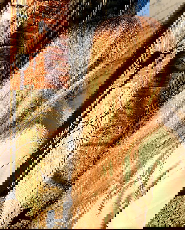 pinx_ir pinx_ir archive image