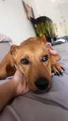 galibilaus Altpins Profile Picture