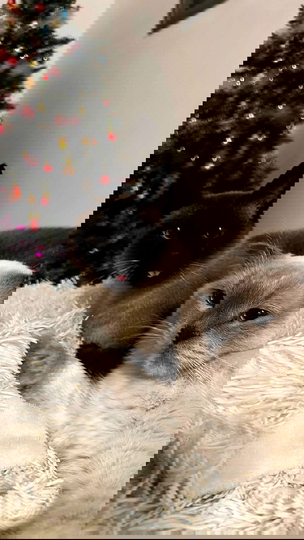 laluzone laluzone archive image