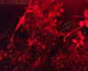 petite.carrot Altpins Profile Picture