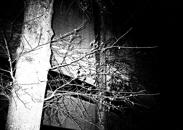 bugz4brainz instagram image archive image