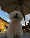 ll.lu1s Altpins Profile Picture