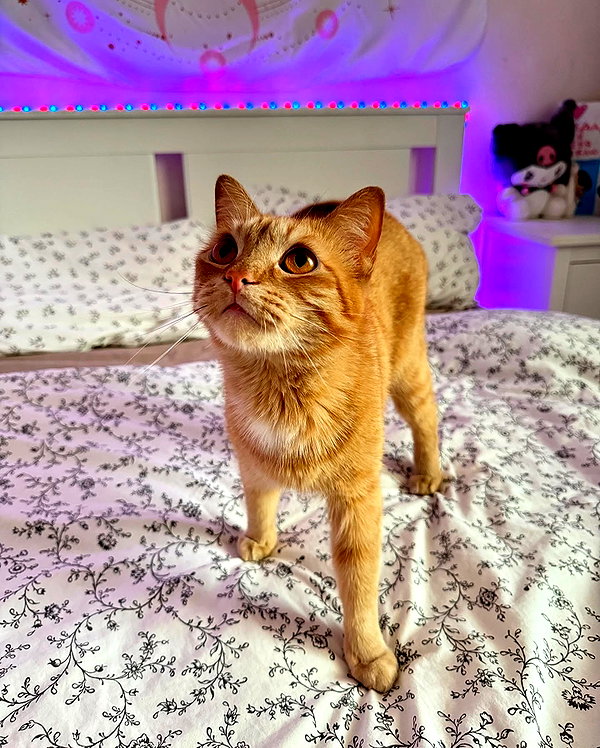 owlydiaa instagram image archive image