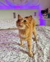 owlydiaa Altpins Profile Picture
