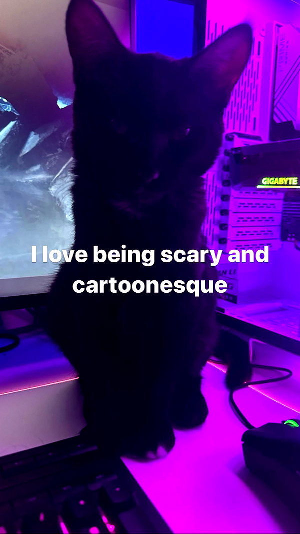 sylindathecat instagram image archive image
