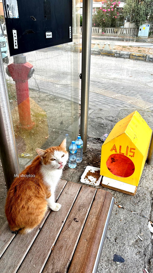 beyzapehlivanogluu beyzapehlivanogluu archive image