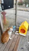 beyzapehlivanogluu Altpins Profile Picture