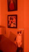 livindeadyaz Altpins Profile Picture