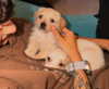 hadas_mayer_ Altpins Profile Picture