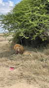 maori_cohen Altpins Profile Picture