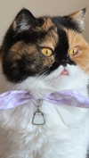 mewisa Altpins Profile Picture
