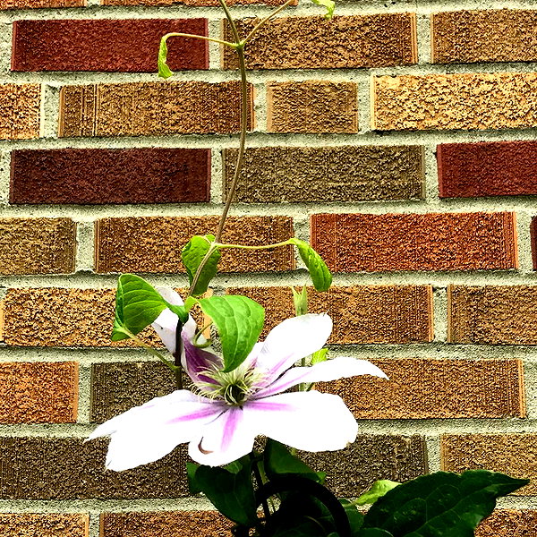 bentevviolet instagram image archive image