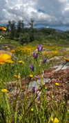 _broock_ Altpins Profile Picture
