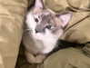 crocodile.notes Altpins Profile Picture