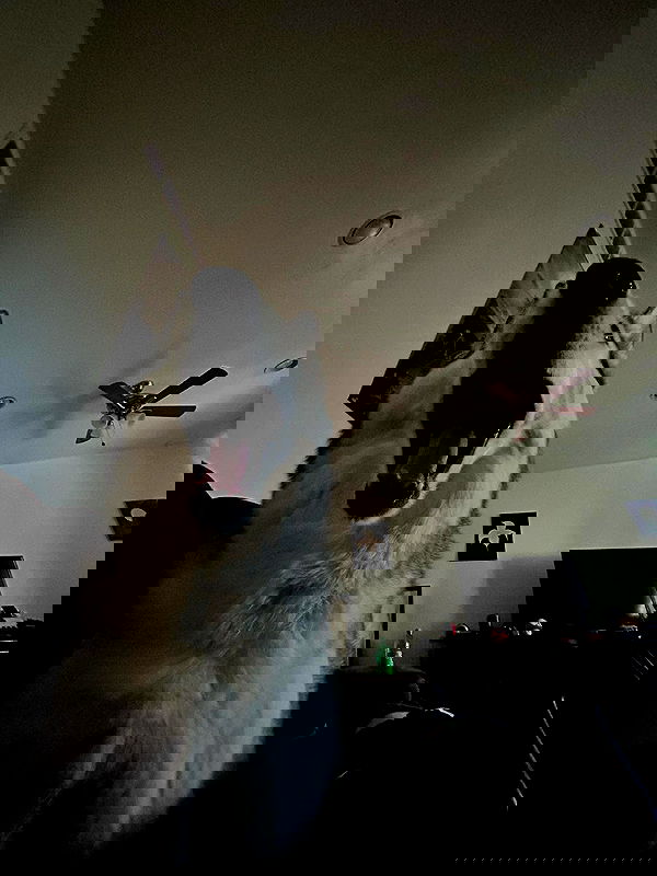 _animechika_ image ~ Altpins