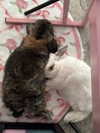 danielle.mercedie Altpins Profile Picture