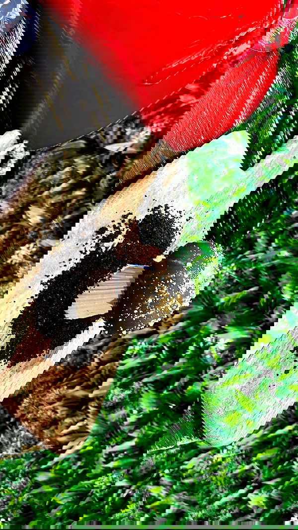 ormosheee ormosheee archive image