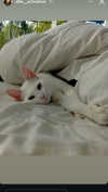 feelbetterinmysweater Altpins Profile Picture