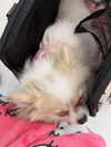 lilly.chann_ Altpins Profile Picture
