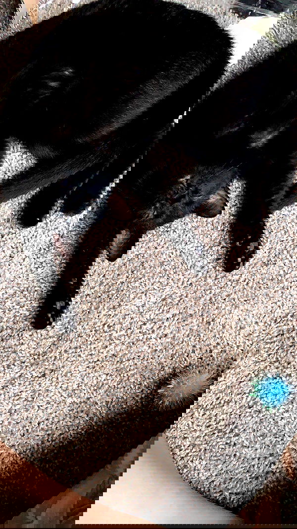 suikomuu suikomuu archive image