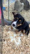 olivia.bolgerr Altpins Profile Picture
