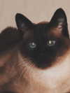 laluzone Altpins Profile Picture