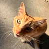 lousyfaerie Altpins Profile Picture