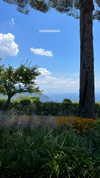 dekota_thompson Altpins Profile Picture
