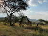 martinagiiuliani Altpins Profile Picture