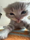 nyxaainaaa_ Altpins Profile Picture