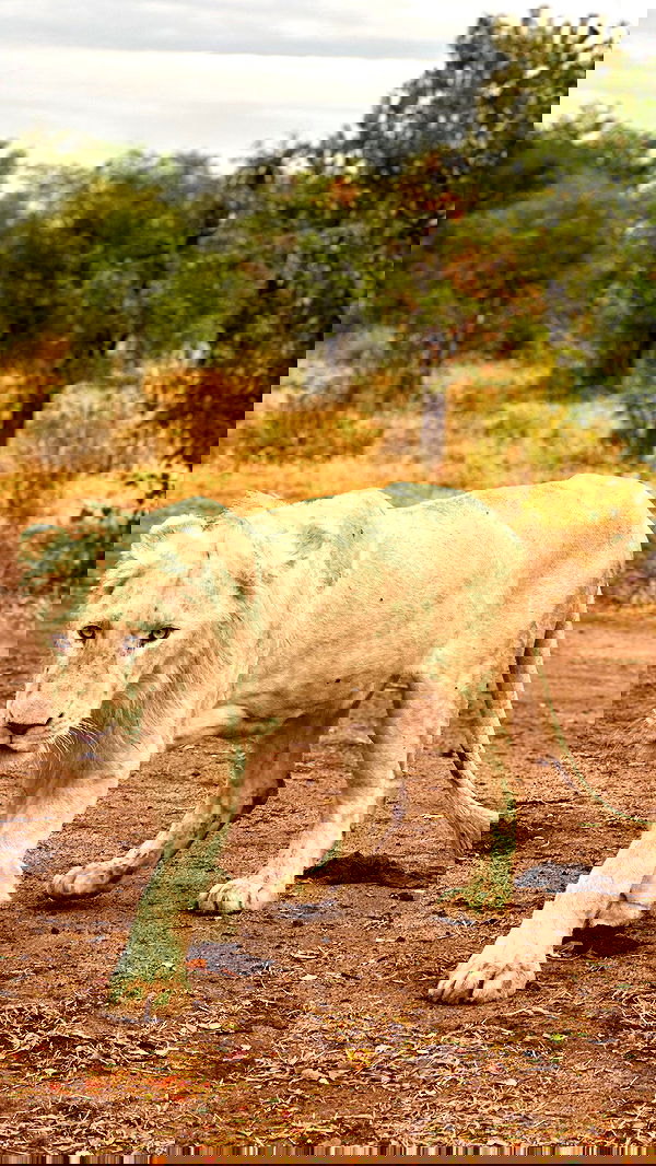 taylor.creeden taylor.creeden archive image