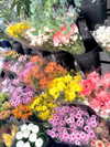 joycee.e Altpins Profile Picture