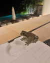 elizabethcampbelljones Altpins Profile Picture