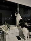 livindeadyaz Altpins Profile Picture
