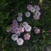 mariagabrielasantos Altpins Profile Picture