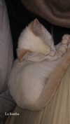 rott3nbambi Altpins Profile Picture