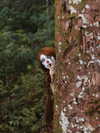 elowen.fawn Altpins Profile Picture