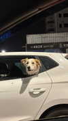 nicole.shpo Altpins Profile Picture