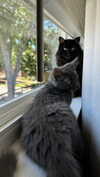 sweetmuffinnss Altpins Profile Picture